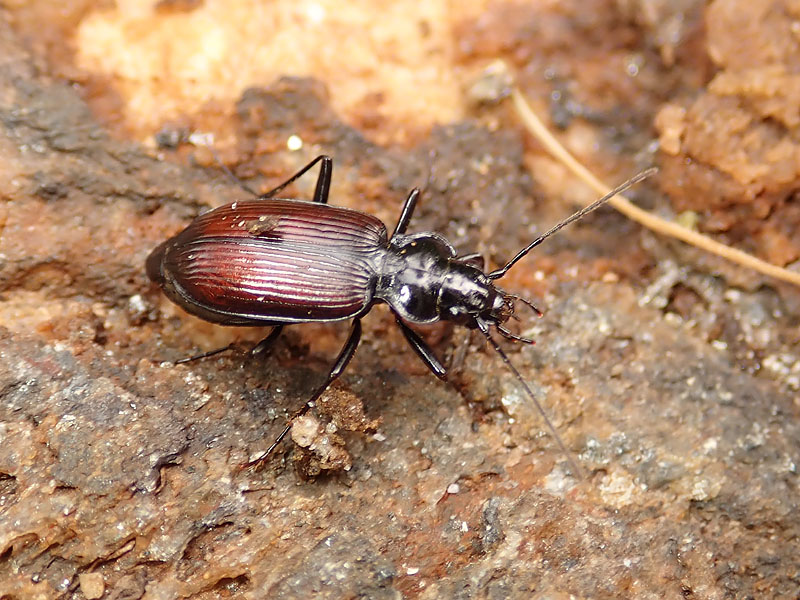 Carabidae da identificare: Nebria rufescens